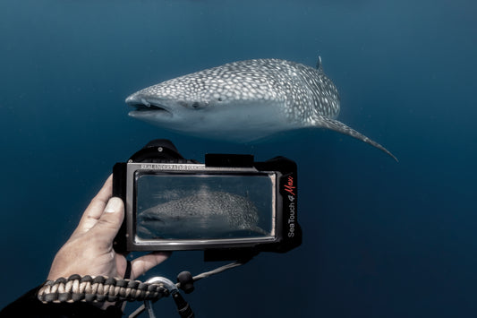 The SeaTouch 4 Max Waterproof Phone Housing is perfect for taking photos or videos of Whale Sharks when you are SCUBA diving or Snorkelling