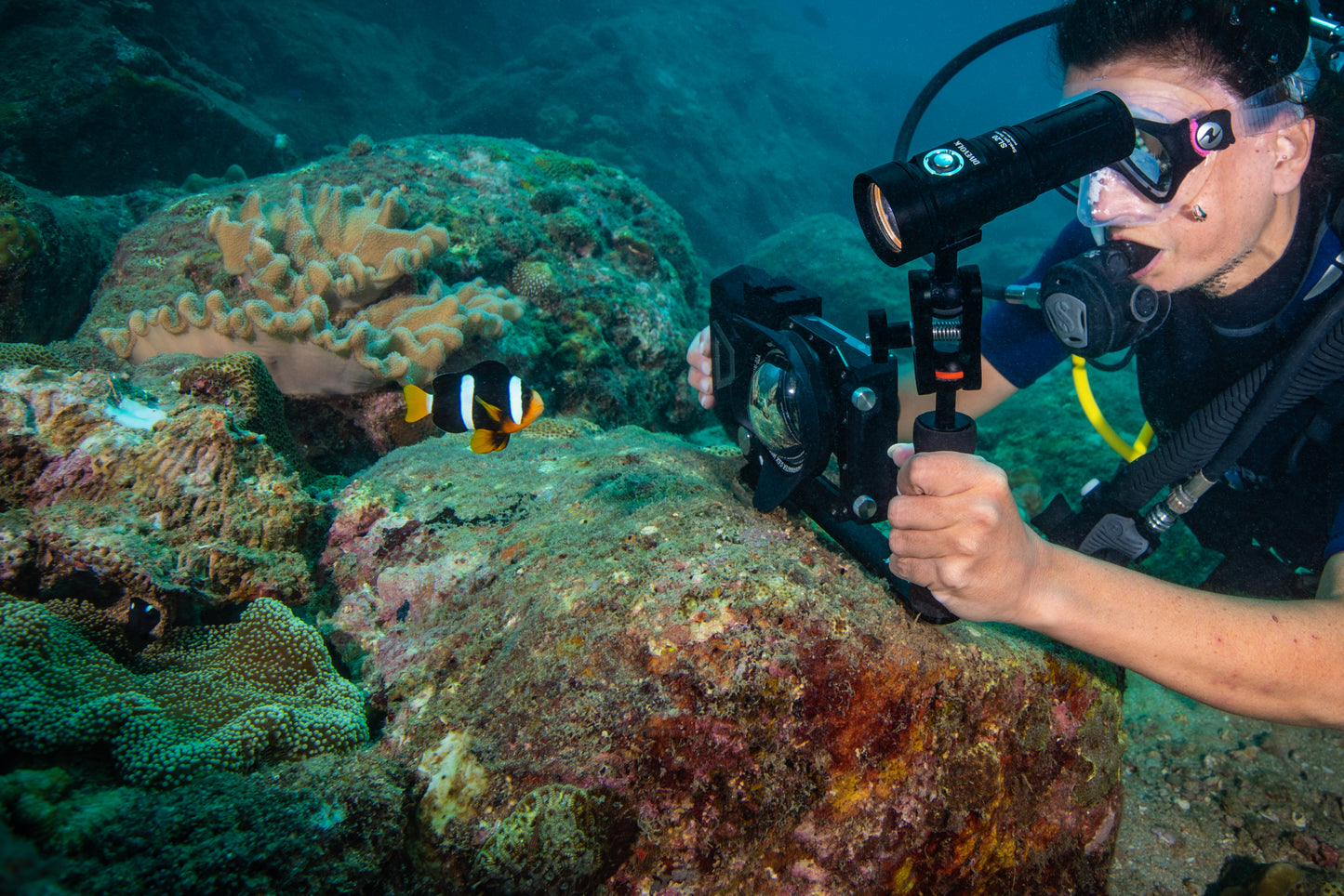 A SCUBA diver films a clownfish with the Divevolk Seatouch 4 Max Creator Kit which includes the SL20 Waterproof Video Light