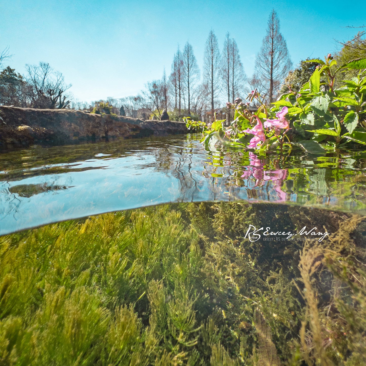 Split shot of a pond taken with the Divevolk Dome Lens