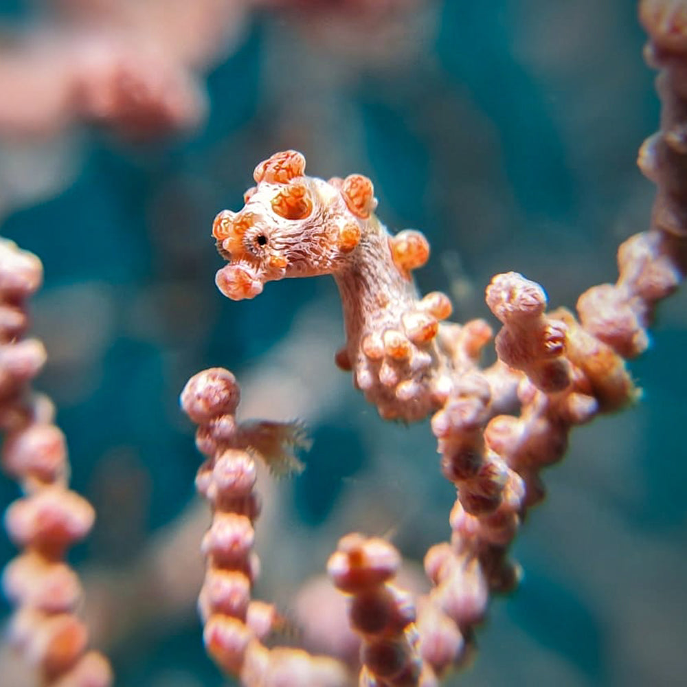 Pygmy Seahorse clinging to a branch with a blurred underwater background