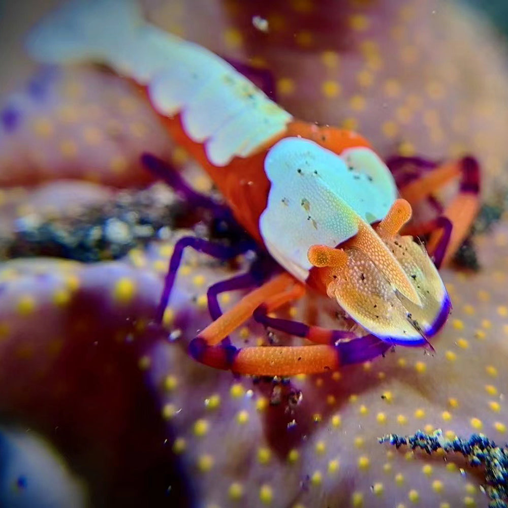 Colorful shrimp on a coral reef