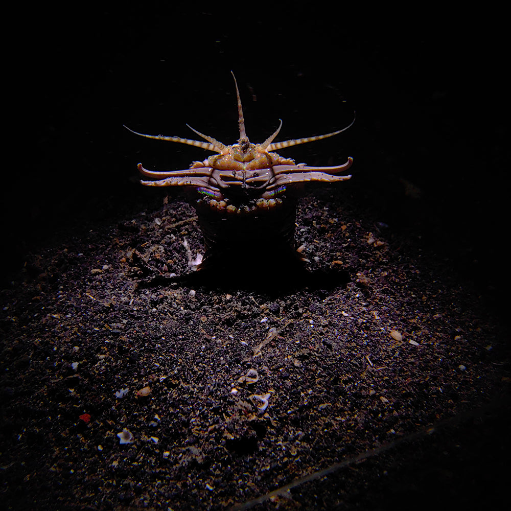 Divevolk SeaTouch 4 Max PLUS Macro Snoot Kit