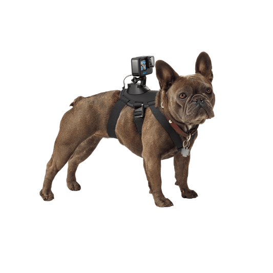 GoPro Fetch Dog Harness | Dog POV Camera Mount