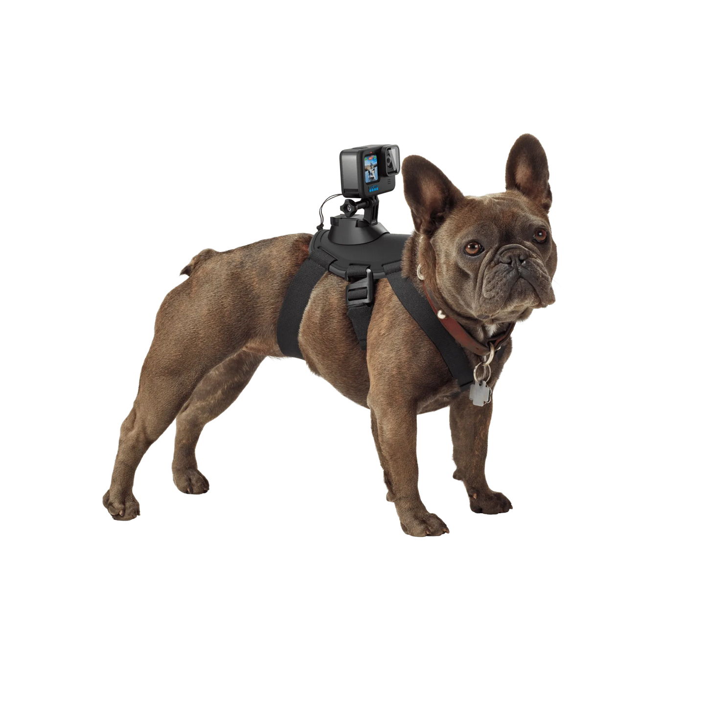 GoPro Fetch Dog Harness | Dog POV Camera Mount