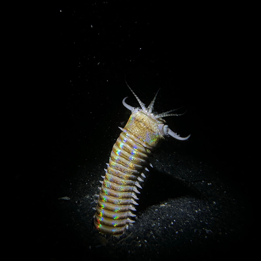 Divevolk SeaTouch 4 Max PLUS Macro Snoot Kit
