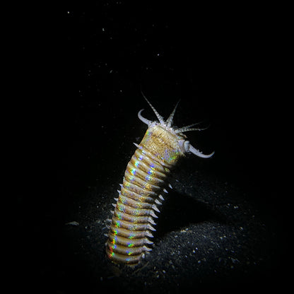 Divevolk SeaTouch 4 Max PLUS Macro Snoot Kit