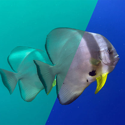 Divevolk SeaTouch 4 Max Plus Filters Kit Smartphone Dive Housing