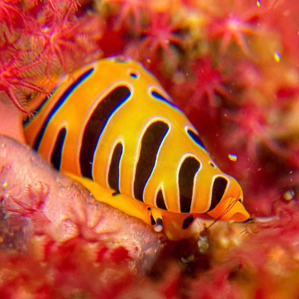 Divevolk Close - Up +8 Diopter Macro Wet Lens
