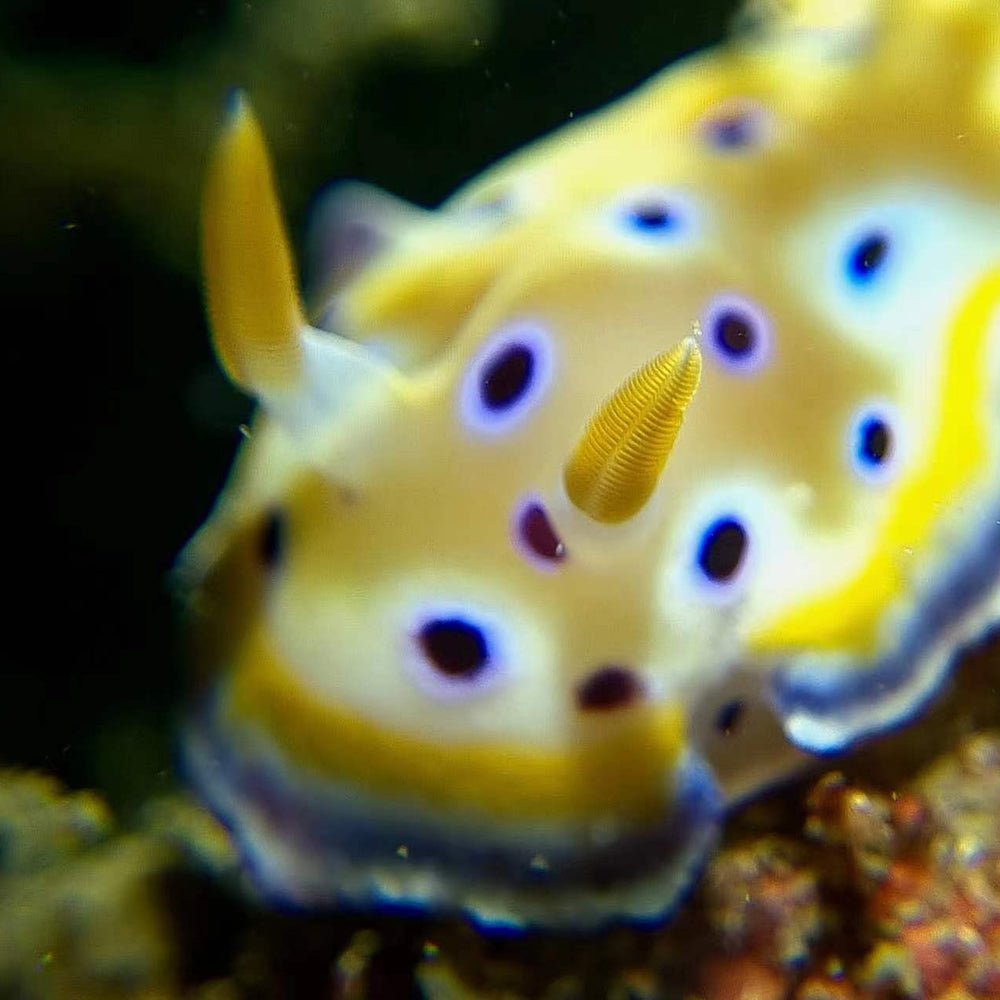 Divevolk Close - Up +8 Diopter Macro Wet Lens