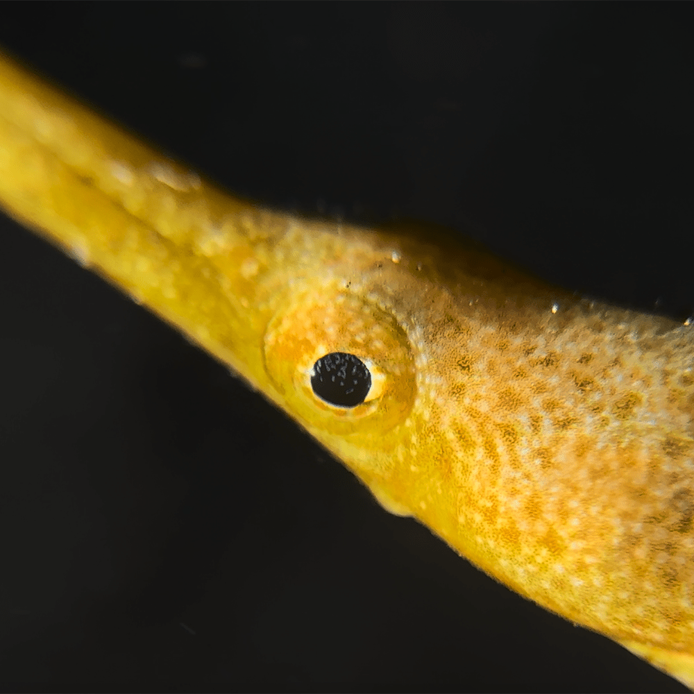 Divevolk Close - Up +8 Diopter Macro Wet Lens