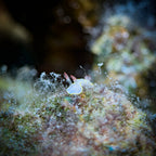 Divevolk Macro Lens PRO +18 | Underwater Close - Up Optical Wet Lens