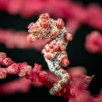 Divevolk Macro Lens PRO +18 | Underwater Close - Up Optical Wet Lens