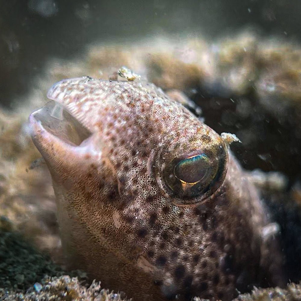 Divevolk Macro Lens PRO +18 | Underwater Close - Up Optical Wet Lens