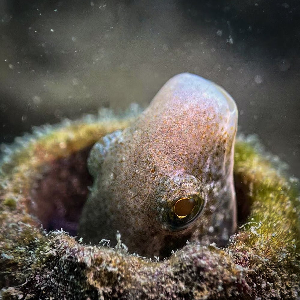 Divevolk Macro Lens PRO +18 | Underwater Close - Up Optical Wet Lens