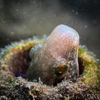 Divevolk Macro Lens PRO +18 | Underwater Close - Up Optical Wet Lens