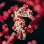 Divevolk Macro Lens PRO +18 | Underwater Close - Up Optical Wet Lens