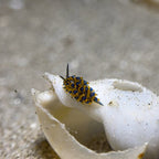 Divevolk Macro Lens PRO +18 | Underwater Close - Up Optical Wet Lens