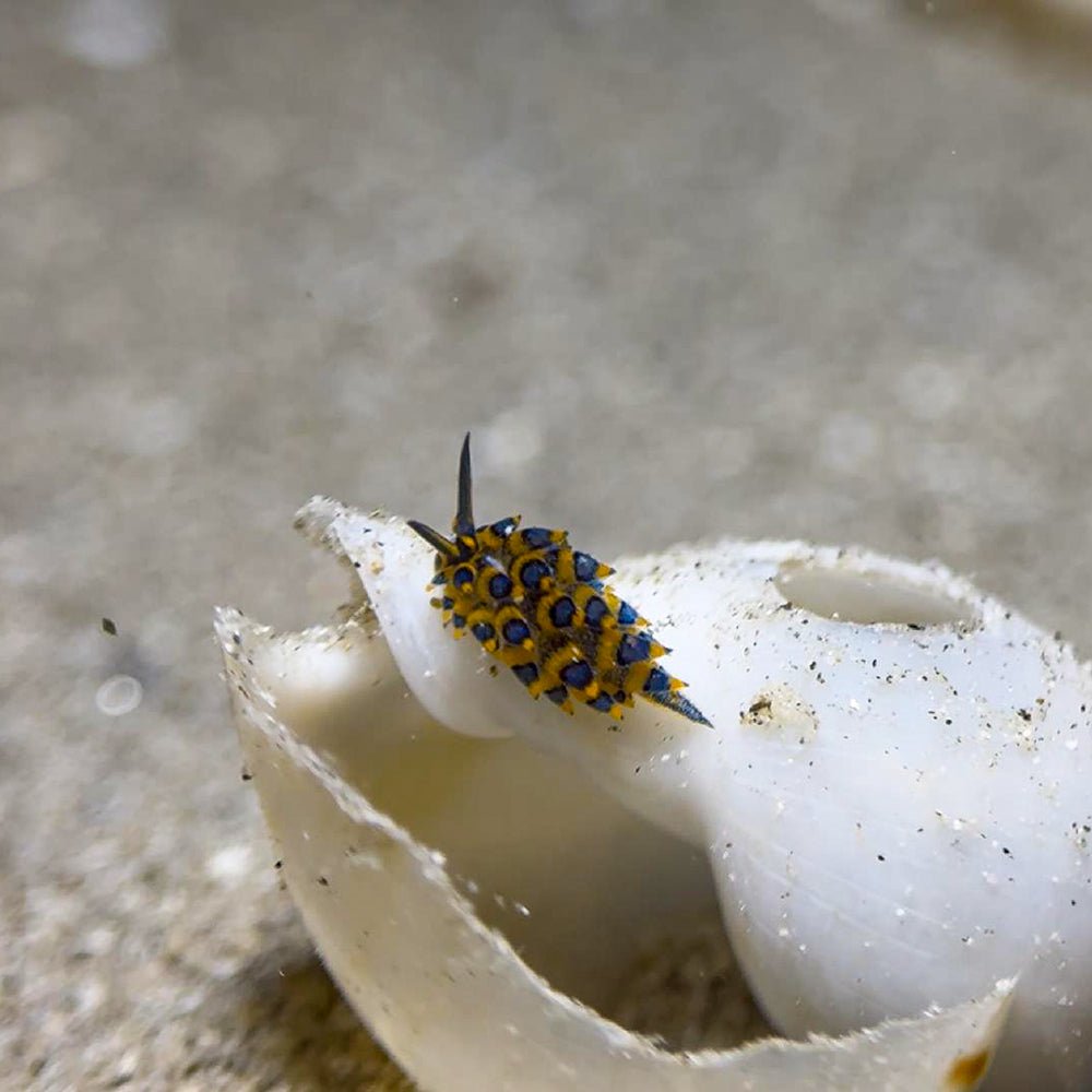Divevolk Macro Lens PRO +18 | Underwater Close - Up Optical Wet Lens