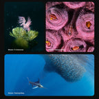 Divevolk SeaTouch 6 Pro Underwater Smartphone Housing