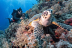 Divevolk SeaTouch 6 Pro Underwater Smartphone Housing