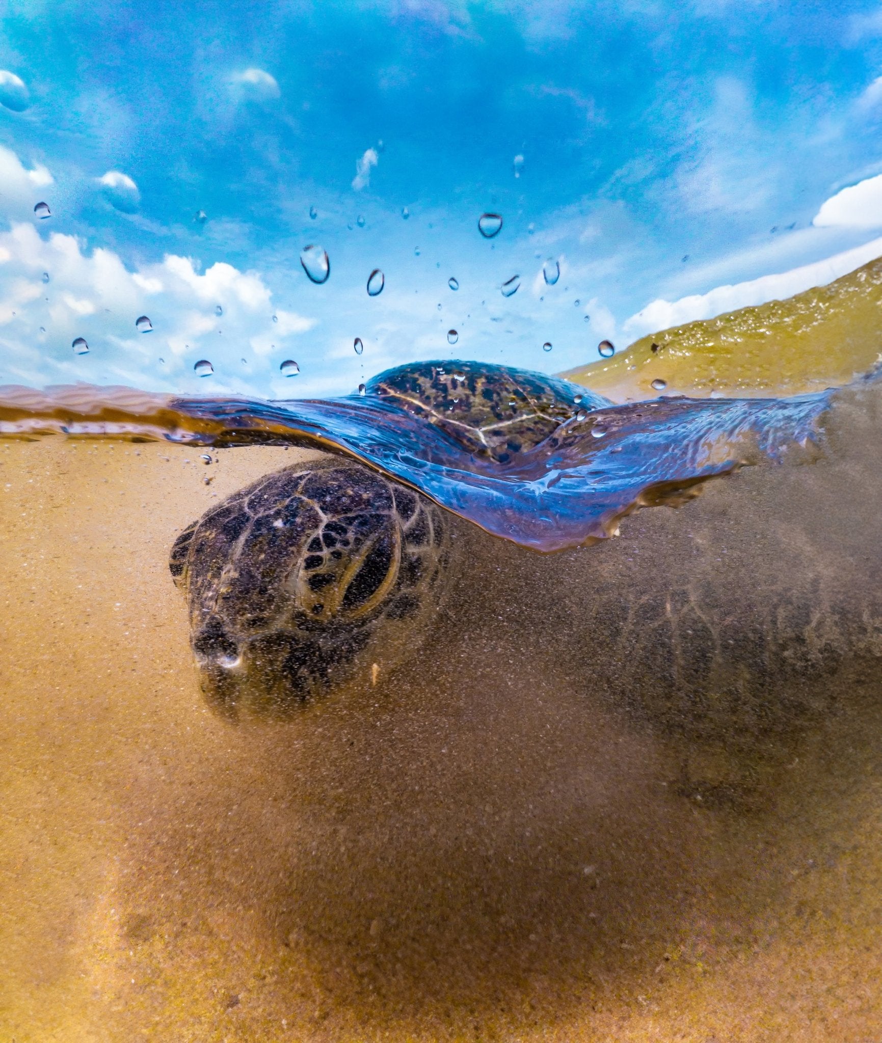 Split shot of a turtle at the surface in the shallows taken with the Divevolk Dome Lens