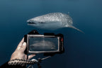 The SeaTouch 4 Max Waterproof Phone Housing is perfect for taking photos or videos of Whale Sharks when you are SCUBA diving or Snorkelling
