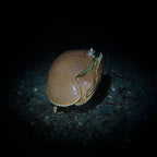 Divevolk SeaTouch 4 Max PLUS Macro Snoot Kit