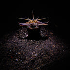 Divevolk SeaTouch 4 Max PLUS Macro Snoot Kit