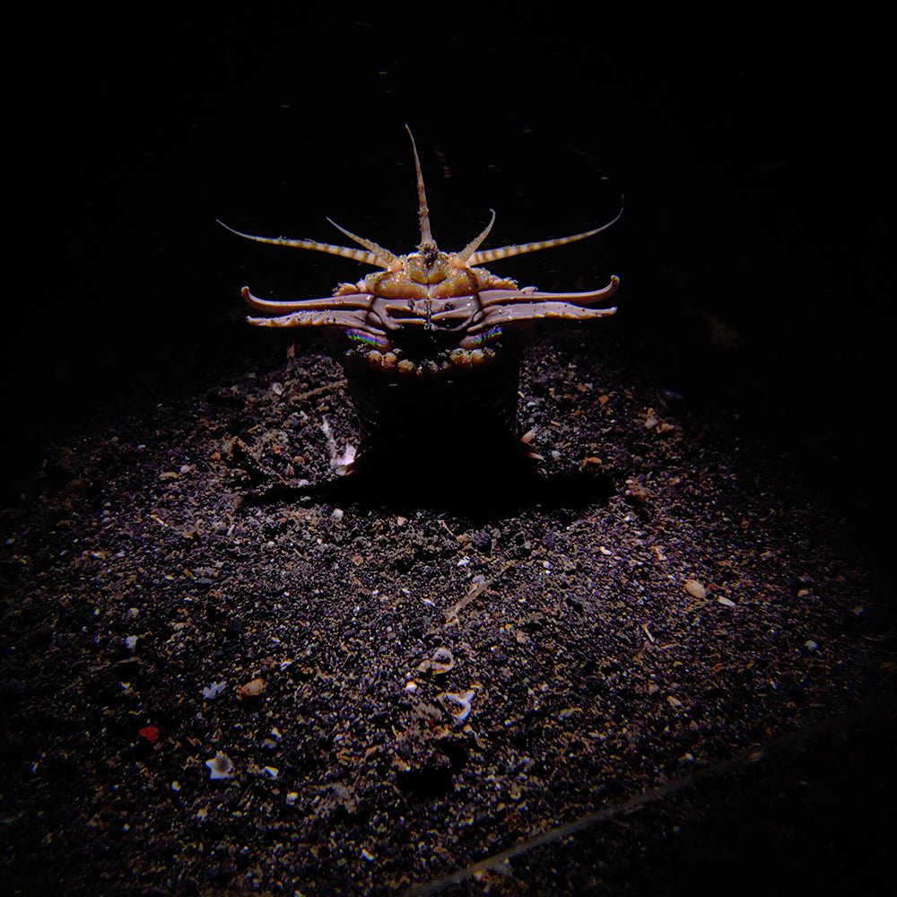 Divevolk SeaTouch 4 Max PLUS Macro Snoot Kit
