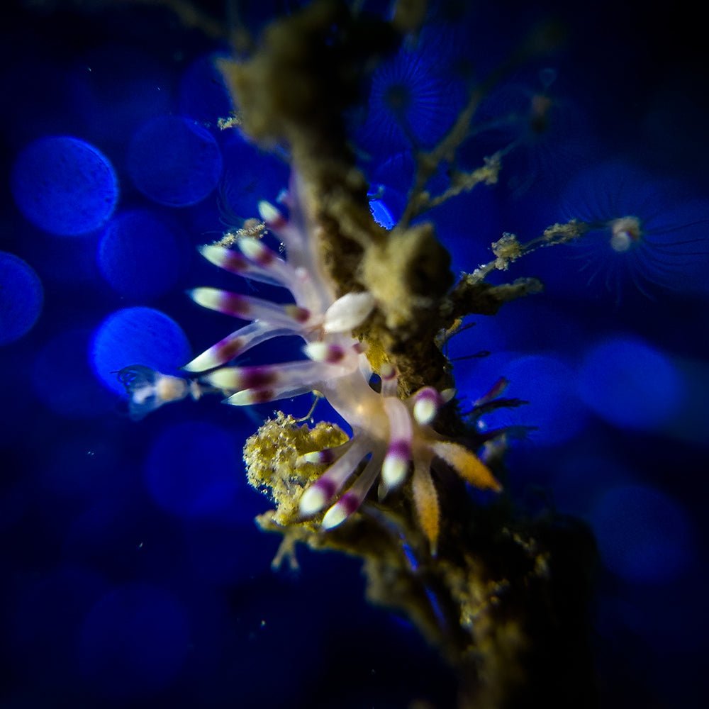 Close - up of a small marine creature with a blue blurred background