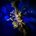 Close - up of a small marine creature with a blue blurred background