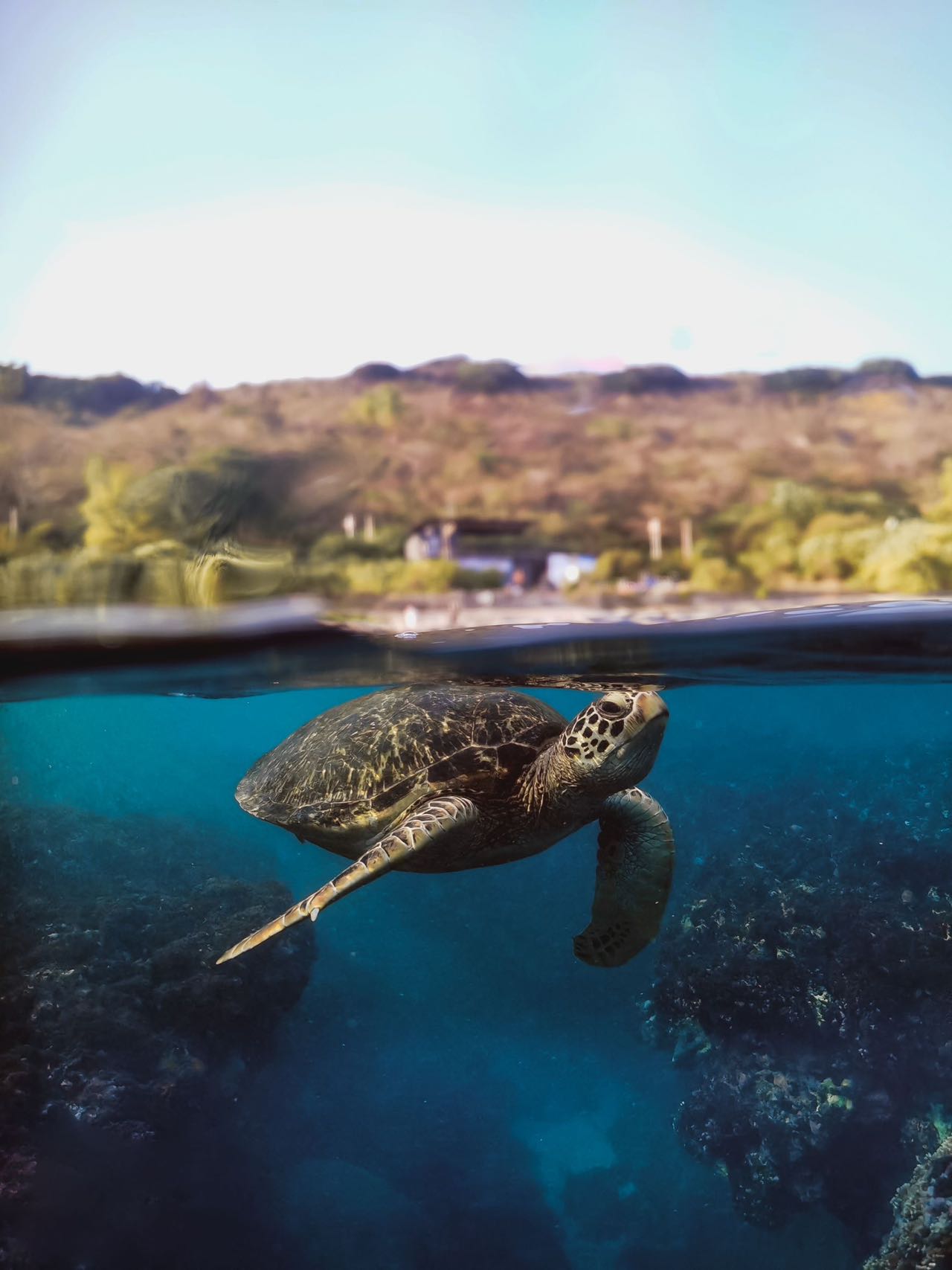 Split shot of a Turtle coming to the surface to breath. Taken with the Divevolk Dome lens