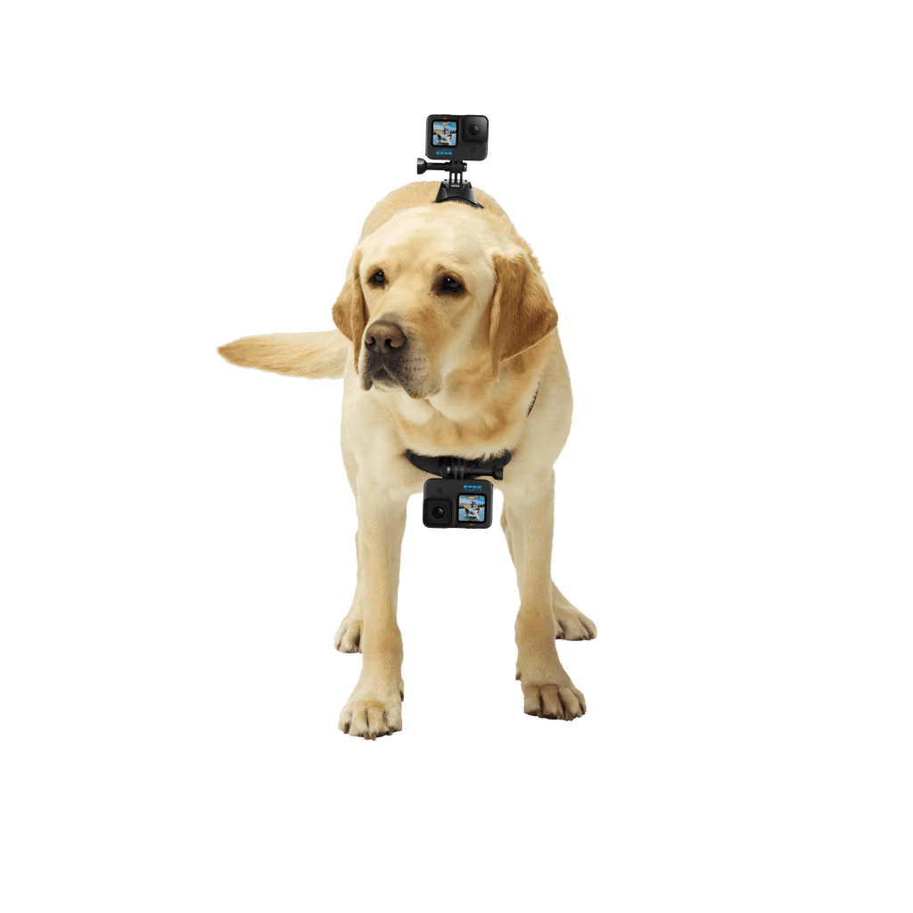 GoPro Fetch Dog Harness | Dog POV Camera Mount