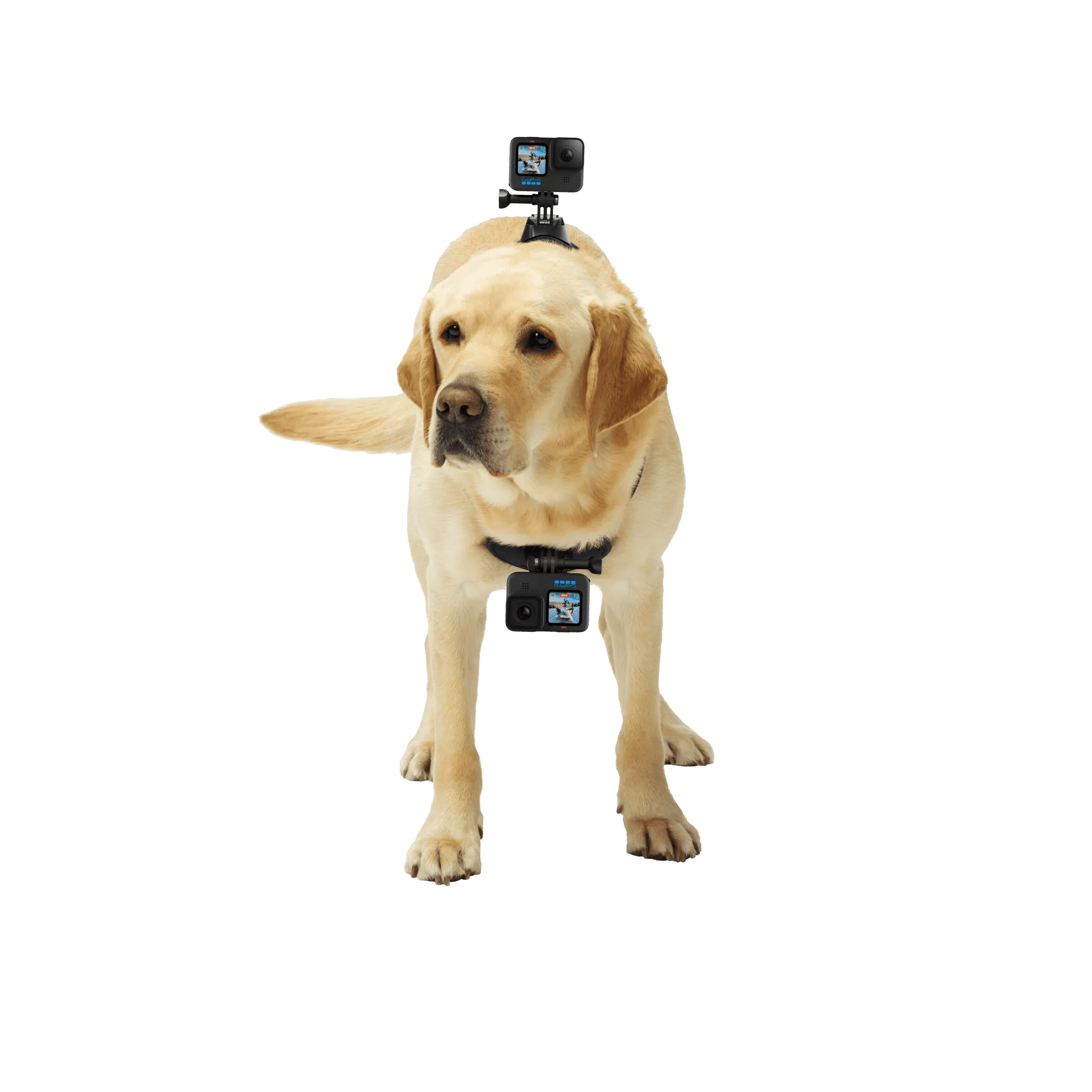 GoPro Fetch Dog Harness | Dog POV Camera Mount