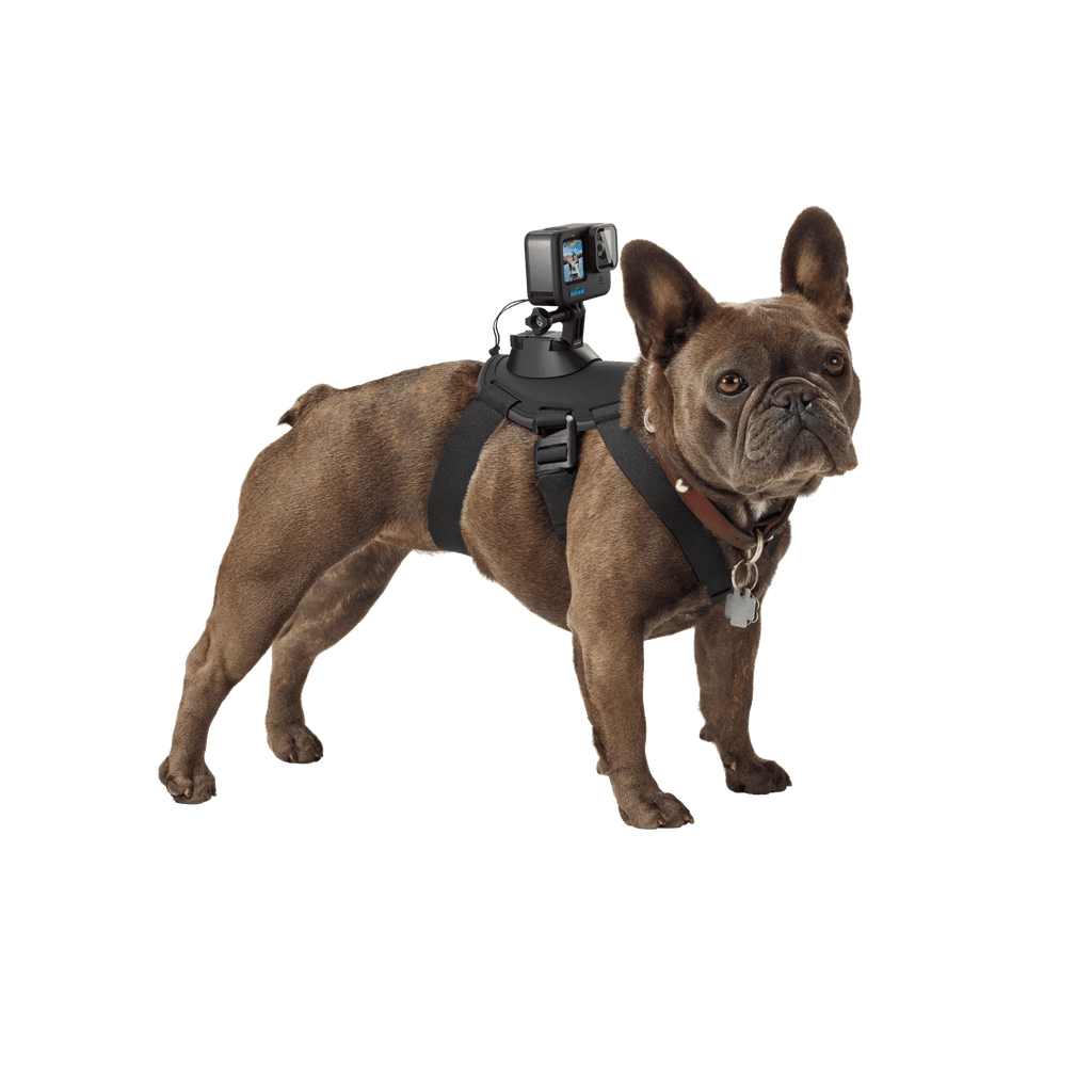 GoPro Fetch Dog Harness | Dog POV Camera Mount