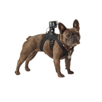 GoPro Fetch Dog Harness | Dog POV Camera Mount
