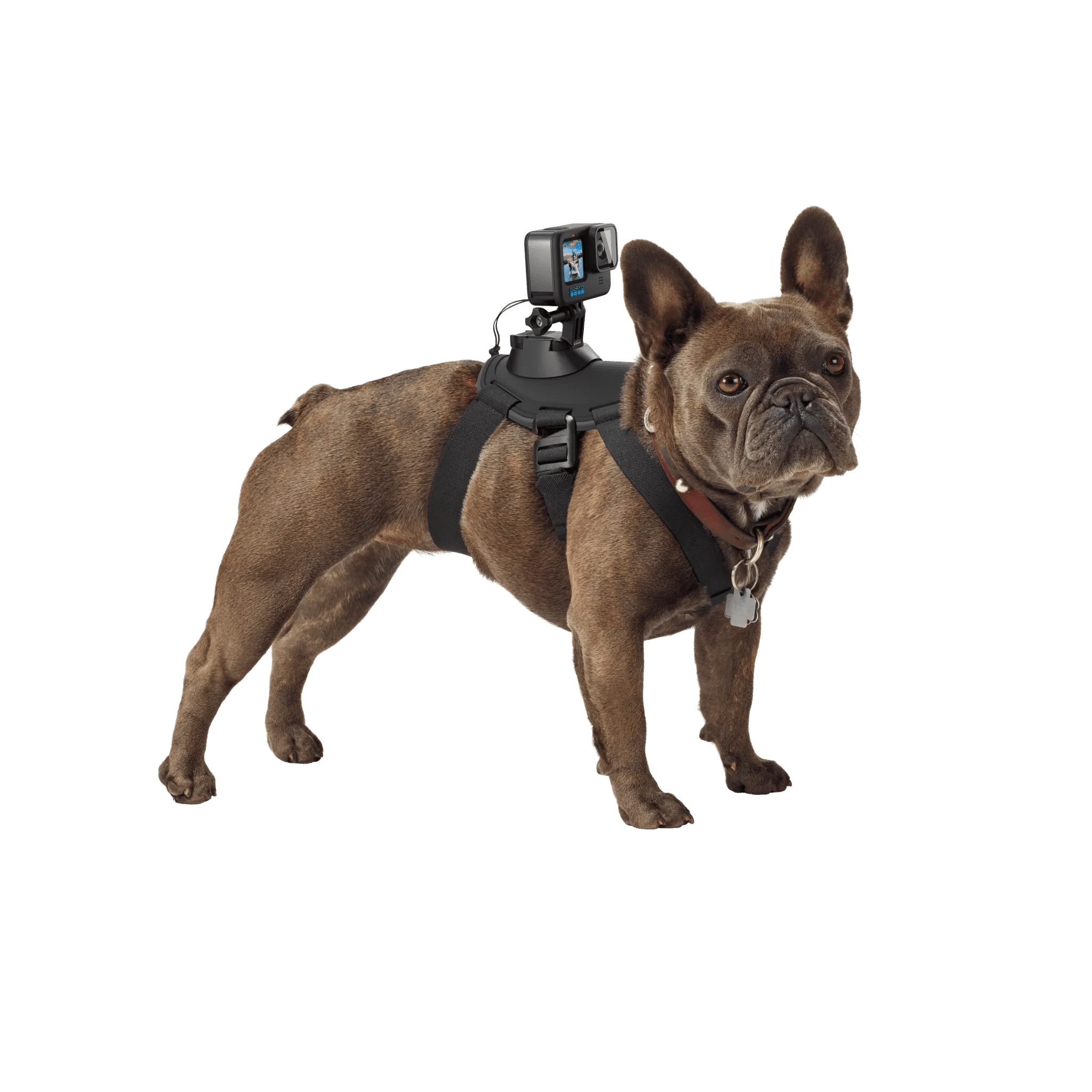 GoPro Fetch Dog Harness | Dog POV Camera Mount