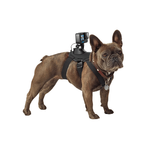 GoPro Fetch Dog Harness | Dog POV Camera Mount