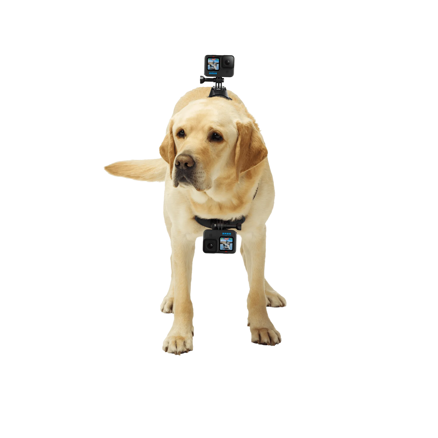 GoPro Fetch Dog Harness | Dog POV Camera Mount
