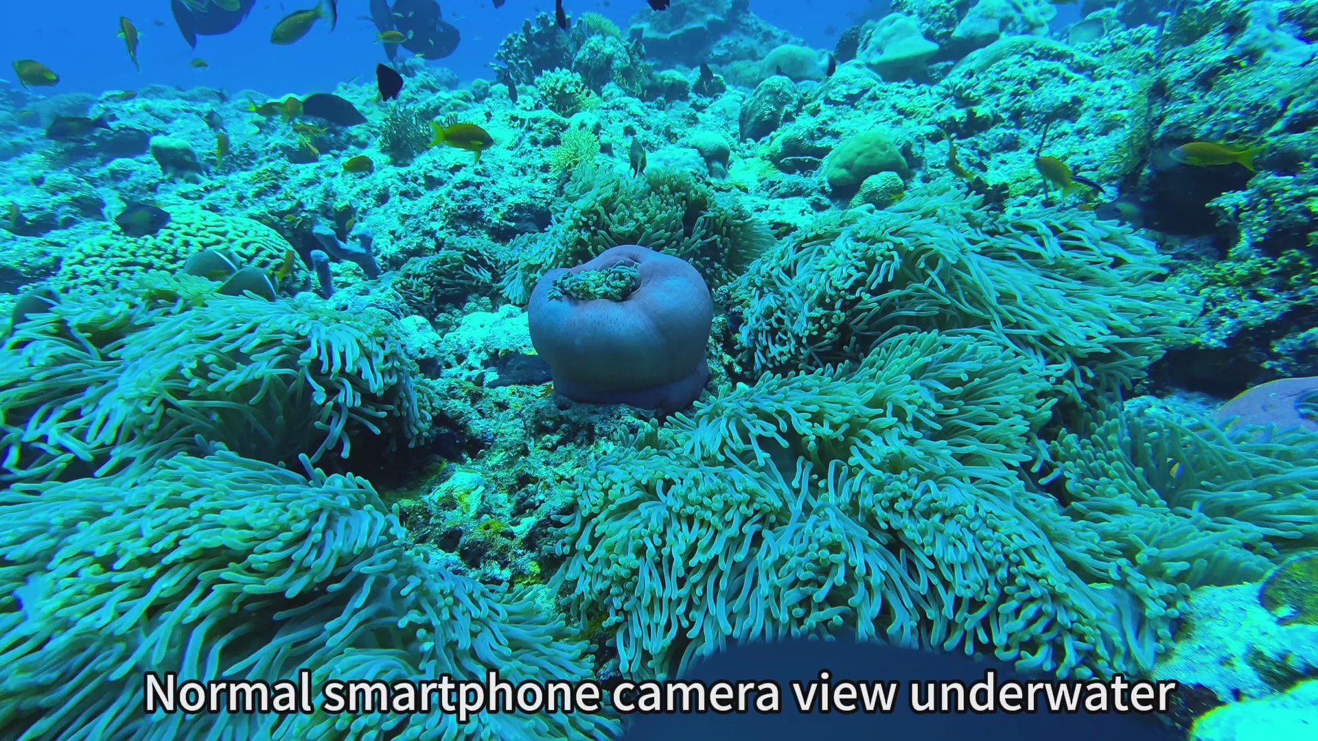 Load video: Divevolk SeaTouch 4 MAX PLUS Underwater Housing Ocean Kits